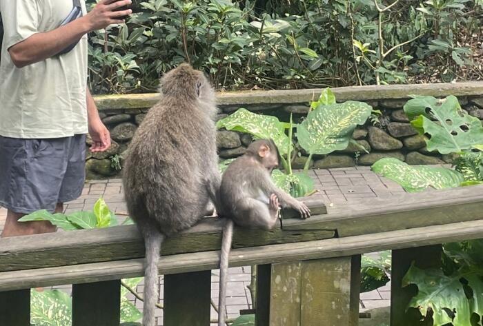 [한국어 가이드] 라스트데이 투어 우붓 (왕궁, 몽키포레스트, 네키미술관, 뜨갈랄랑, 마사지) - 상품 이미지