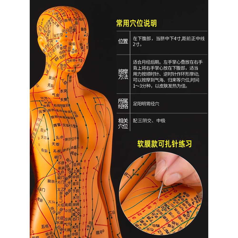 혈자리 인형 침술 교육 경혈 위치 표기 인체 모형 구리 남성 하드 몰드(디지털 위치 지정 포함) - 상세 이미지 3