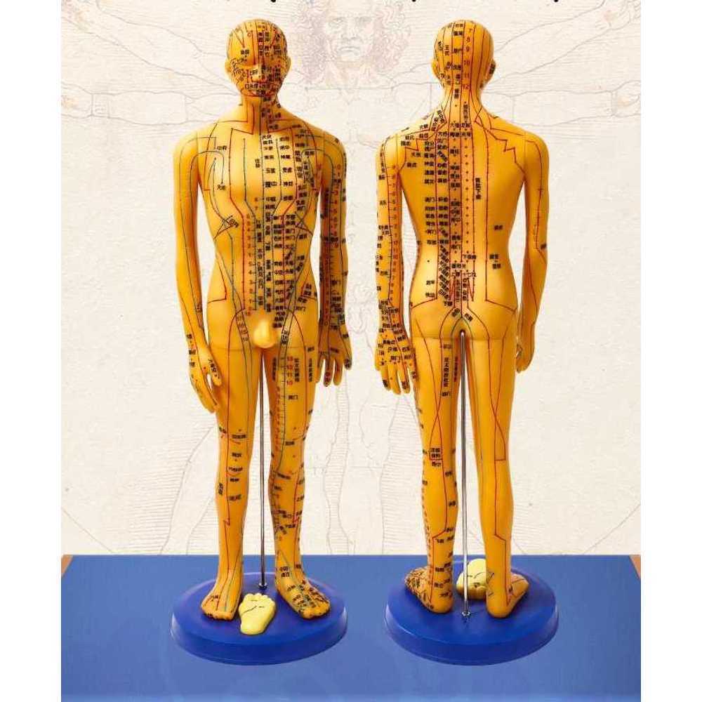 침술 모형 인형 경혈 표시 한의학 교육 혈자리 인체 60cm 하드 남자 - 상품 이미지
