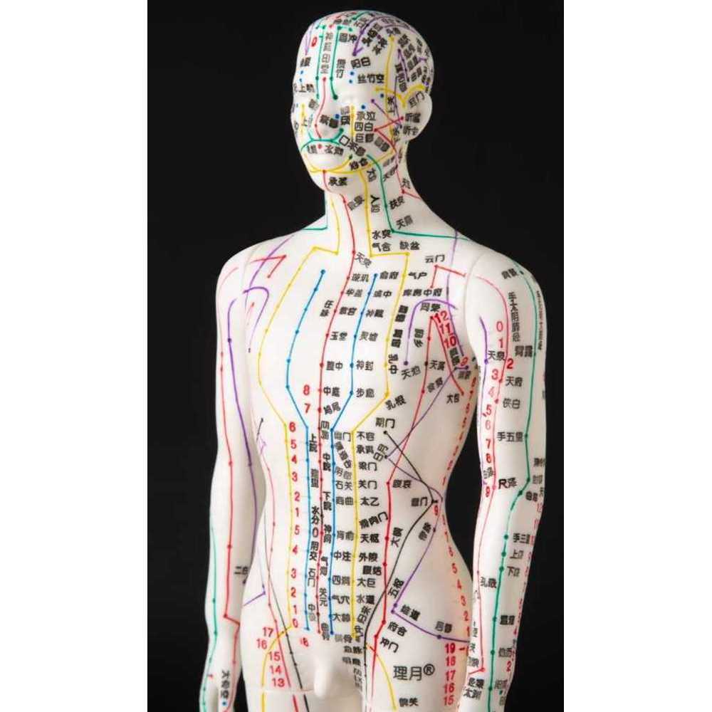 혈자리 인형 침술 교육 경혈 위치 표기 인체 모형 구리 남성 하드 몰드(디지털 위치 지정 포함) - 상품 이미지