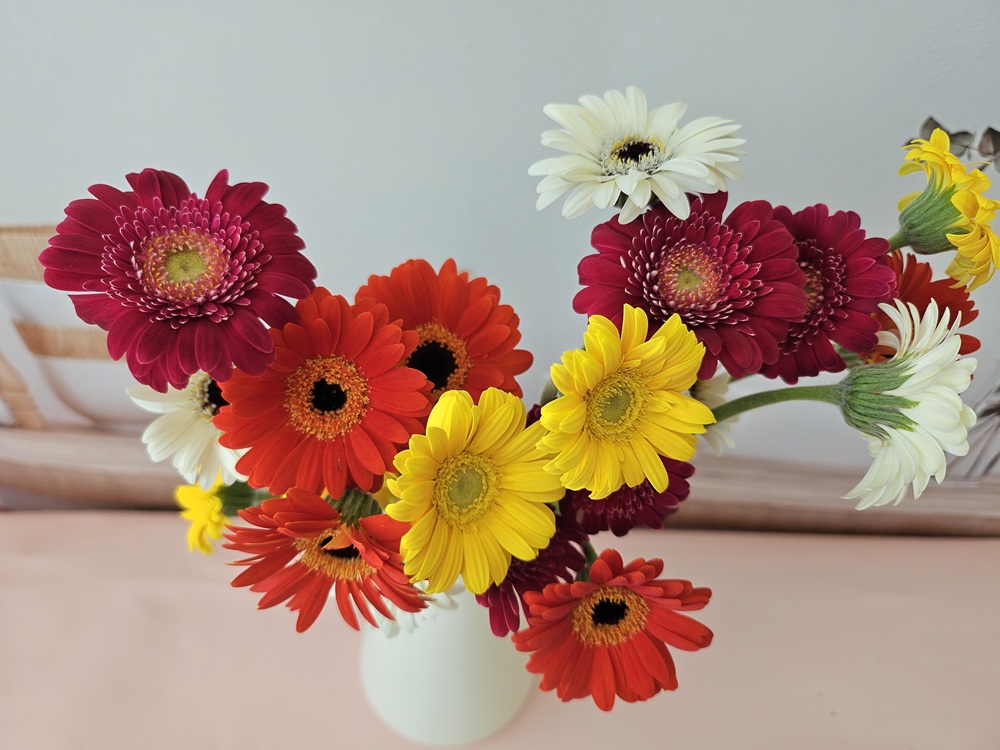 유스풀몰 미니거베라 파스텔 피콜리니 5송이 생화 택배 꽃 이미지 2