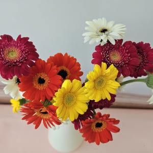 유스풀몰 미니거베라 파스텔 피콜리니 5송이 생화 택배 꽃 솔직 후기 | 실사용자 리뷰 분석 - 상품 이미지 2