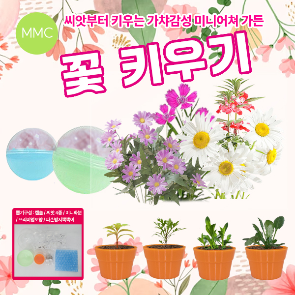 가챠 미니 꽃 키우기 4종 식물 캡슐 토이 봉선화 시스타데이지 패링이꽃 구절초 가정