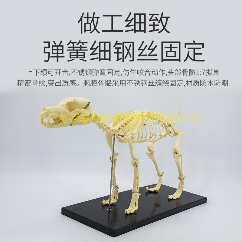 개 해부학 뼈 강아지모형 표본 동물병원 관절 수의사 - 상세 이미지 3