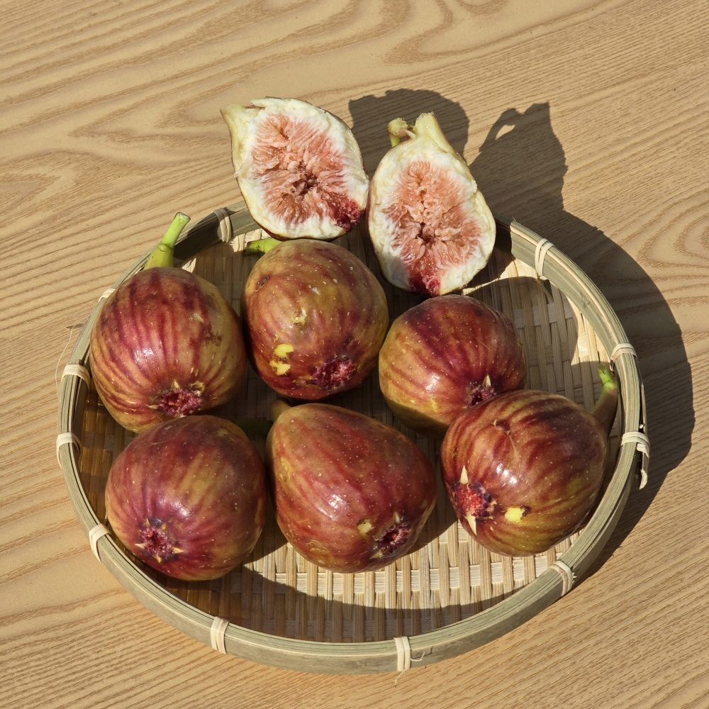 영암 홍무화과 생과 GAP인증 산지 신선 직송 2팩 1kg이상 12-16과 내외 - 상세 이미지 5