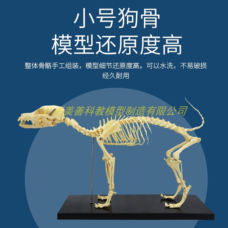 개 해부학 뼈 강아지모형 표본 동물병원 관절 수의사 - 상세 이미지 5
