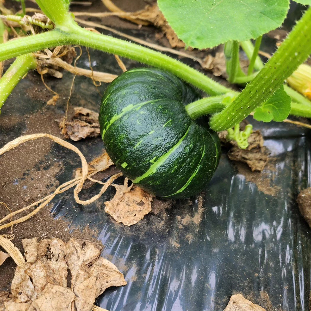 제주 미니밤호박 보우짱 단호박 특상품 못난이 1.5kg 2.5kg 4.5kg - 상세 이미지 4
