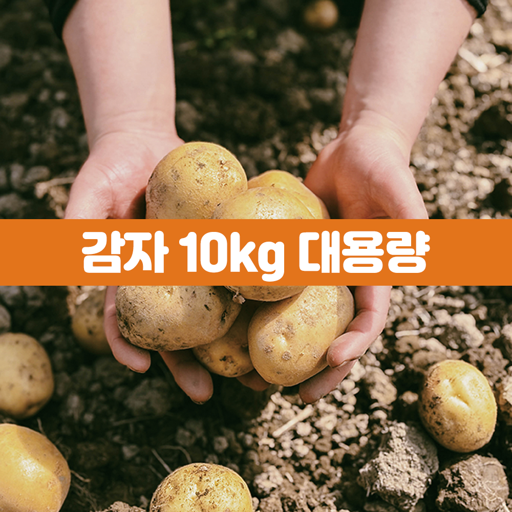 국내산 햇감자 10kg  / 찜감자·조림감자 / 2025년 수확