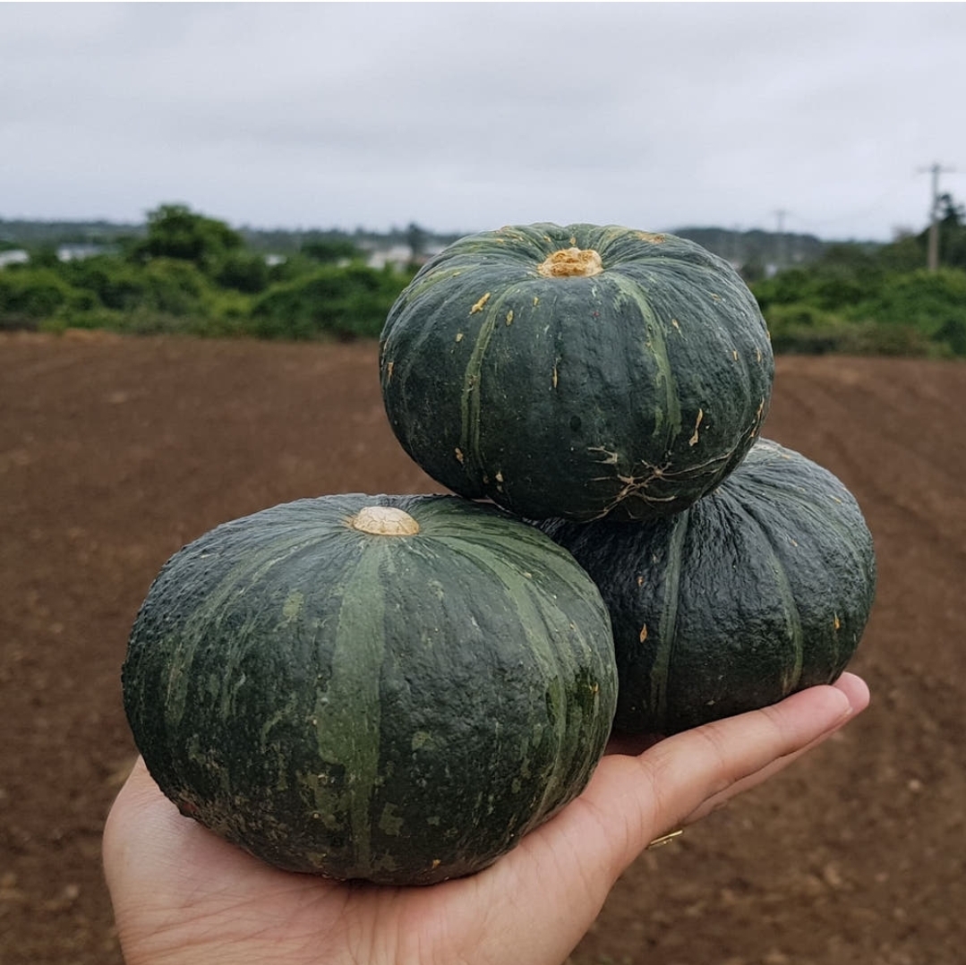 [힘찬열매] 제주 미니 단호박 밤호박 보우짱