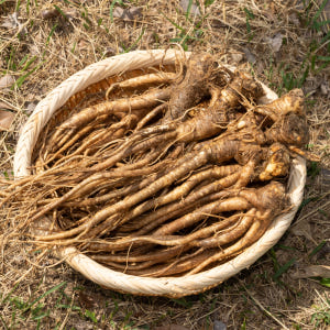 국산 흙 도라지 1kg 약도라지 맛있게 먹은 솔직 후기 - 상품 이미지 1