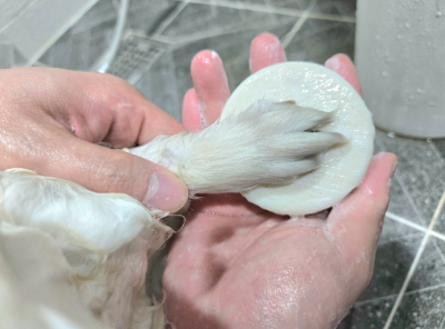 펫츠랑 강아지 고양이 민감성 효소 샴푸바 발 피부 얼굴 관리 세정제 100g, 1개 - 상세 이미지 5