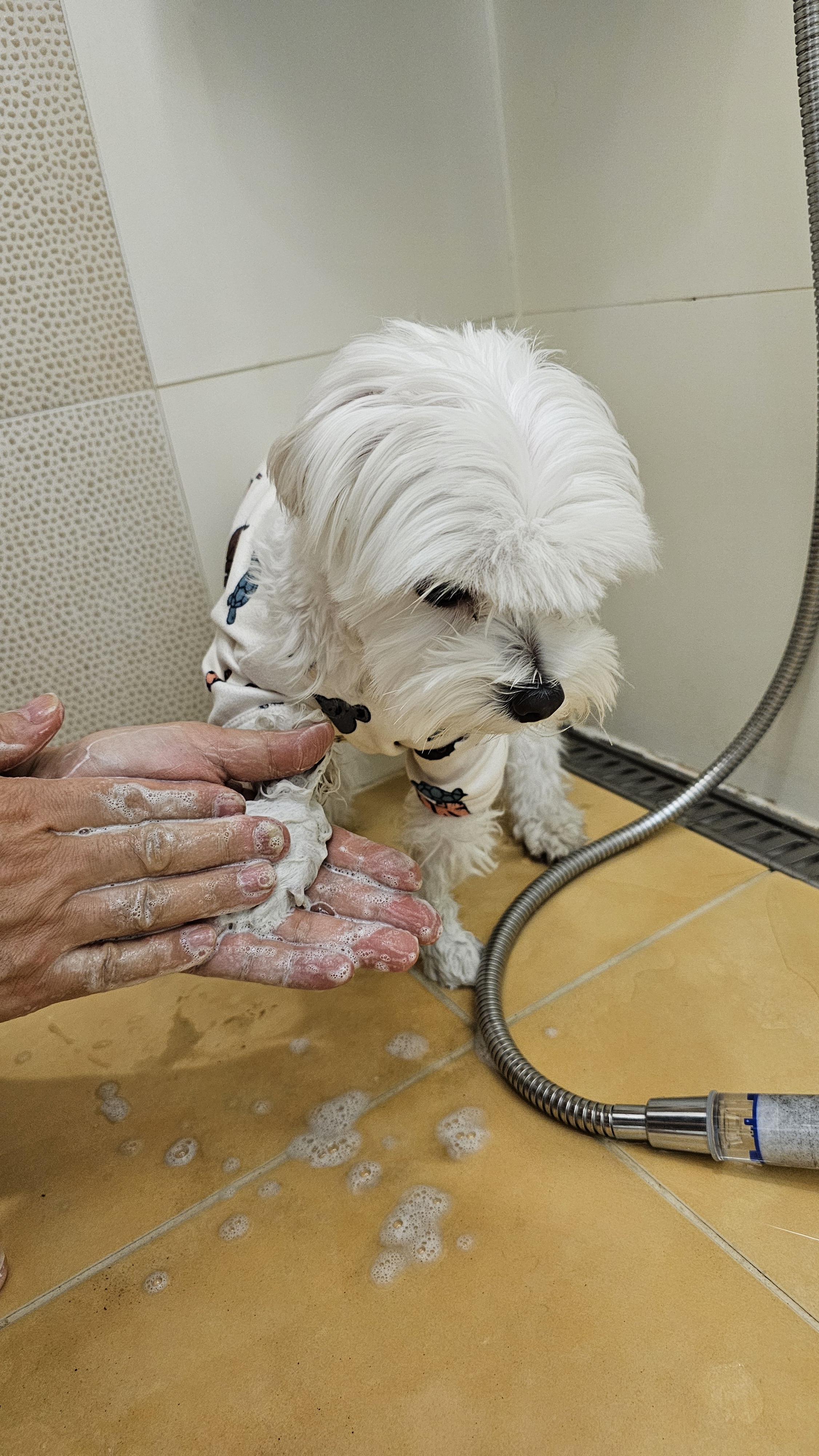 펫츠랑 강아지 고양이 민감성 효소 샴푸바 발 피부 얼굴 관리 세정제 100g, 1개 - 상세 이미지 4