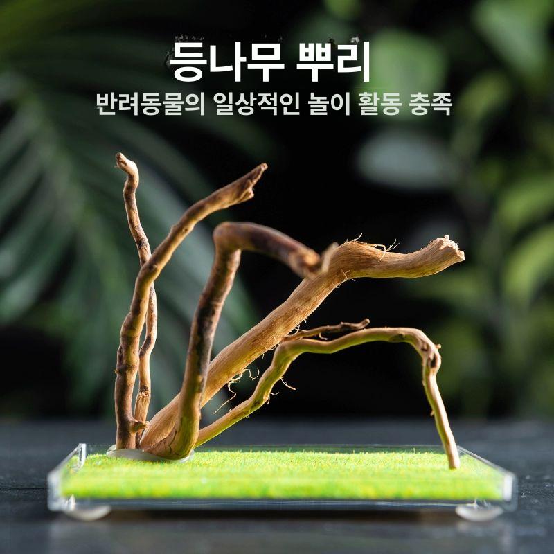 사마귀 사육장 파충류 사육 도마뱀 애완 채집통 대형 스탠다드 모델 상단 투입구 미니 LED 등 5.5x5.5cm - 상세 이미지 3