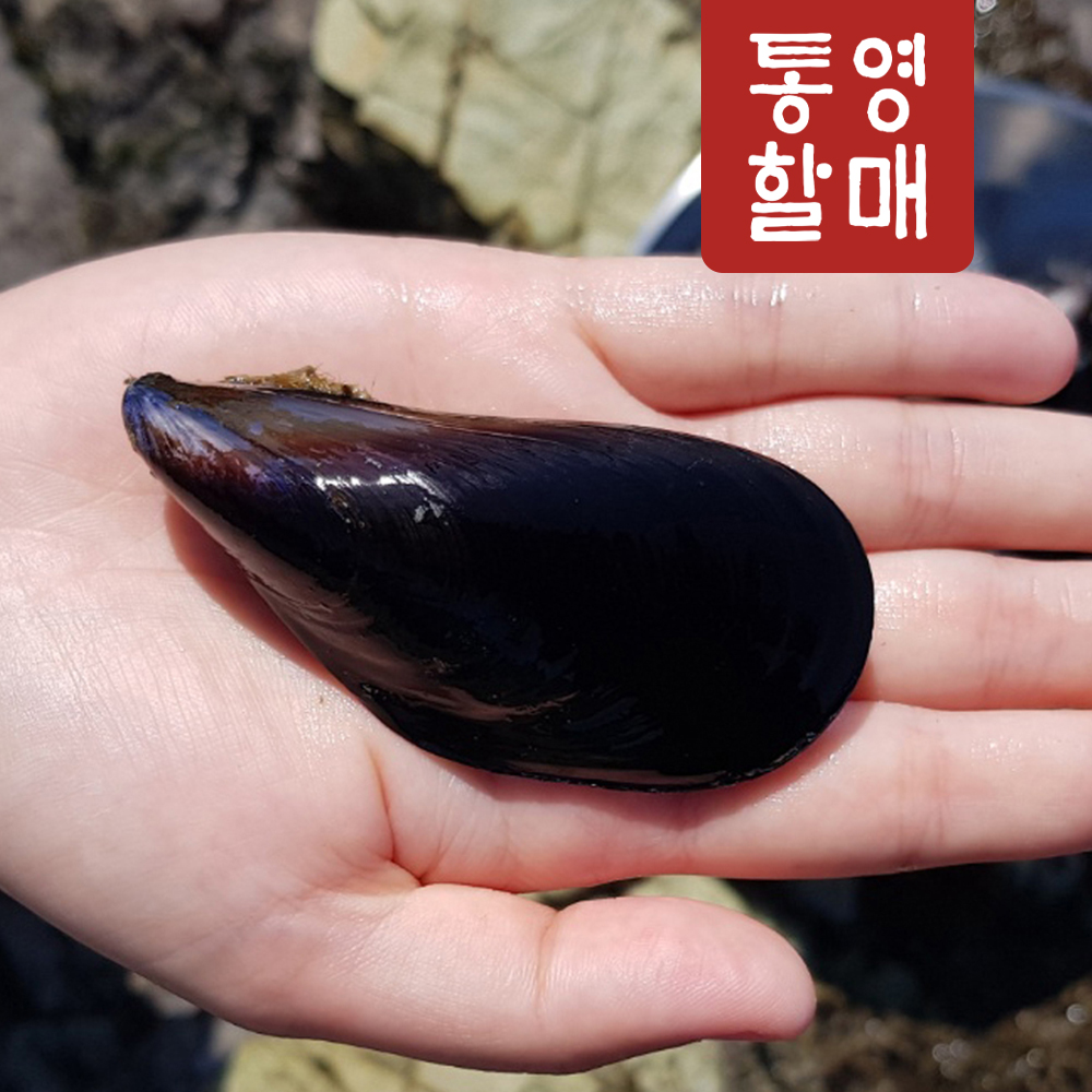 통영할매 홍합5K 산지직송 - 상세 이미지 2