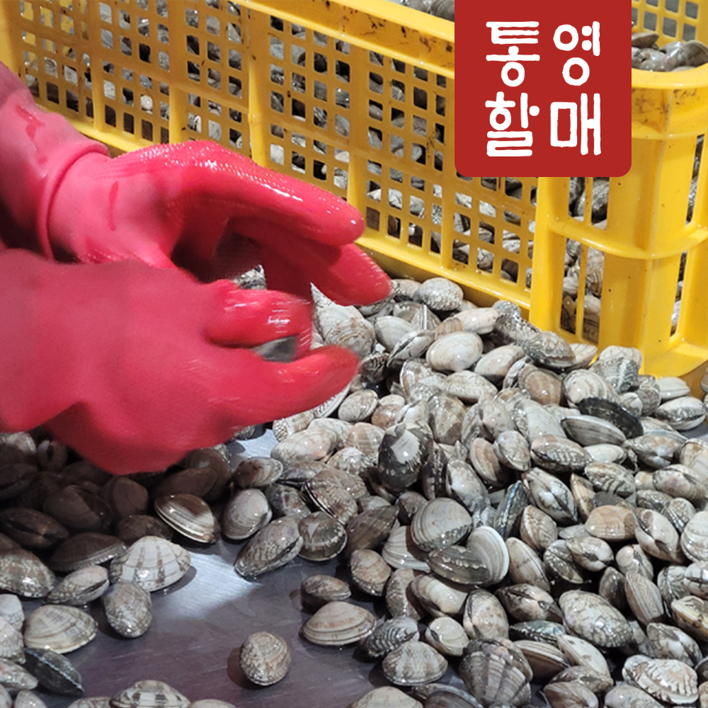 해감 조개 왕 백상합 동죽 참바지락 활바지락 1kg 개별포장 - 상세 이미지 5