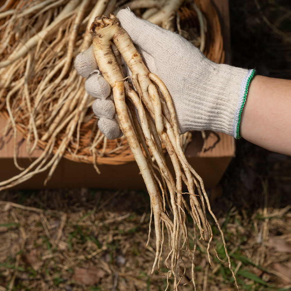 국산 흙 도라지 1kg 약도라지 이미지 3