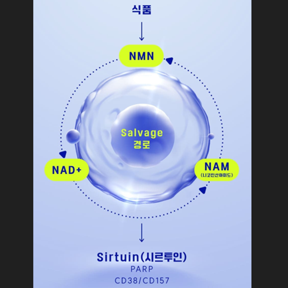EnB 프리미엄 고함량 NMN 필름 30매 6박스 시루투인 브로콜리 레스베라트롤 NAD+ 이미지 6