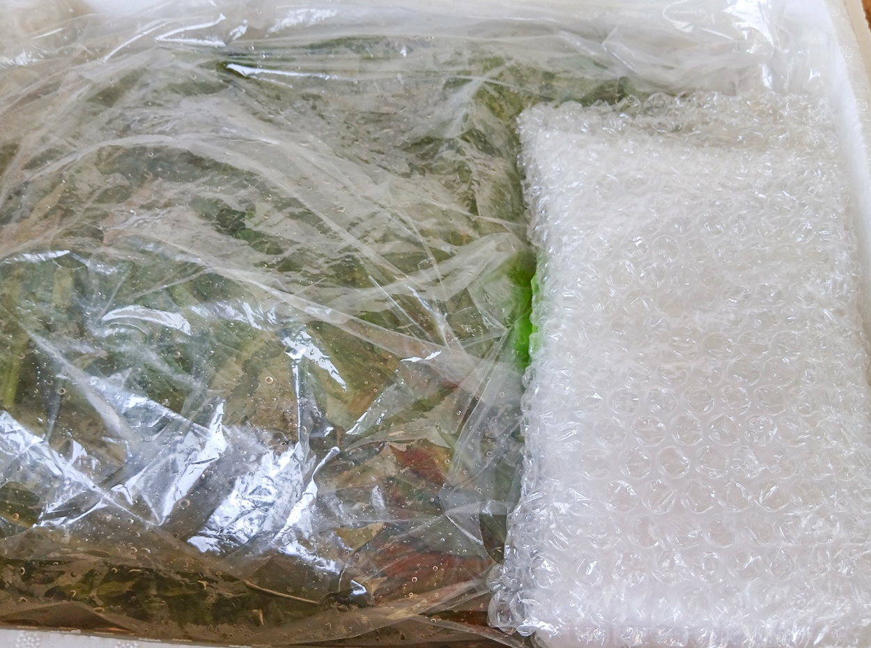 유기농 노지 깻잎 이미지 7