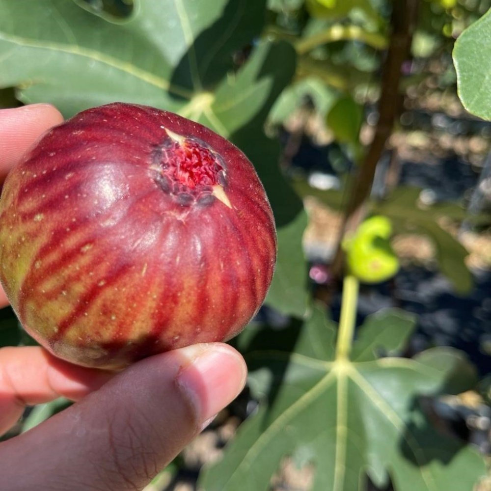 영암 생무화과 제철 전남 영암무화과 홍무화과 여름 햇무화과 산지 2kg, 1개
