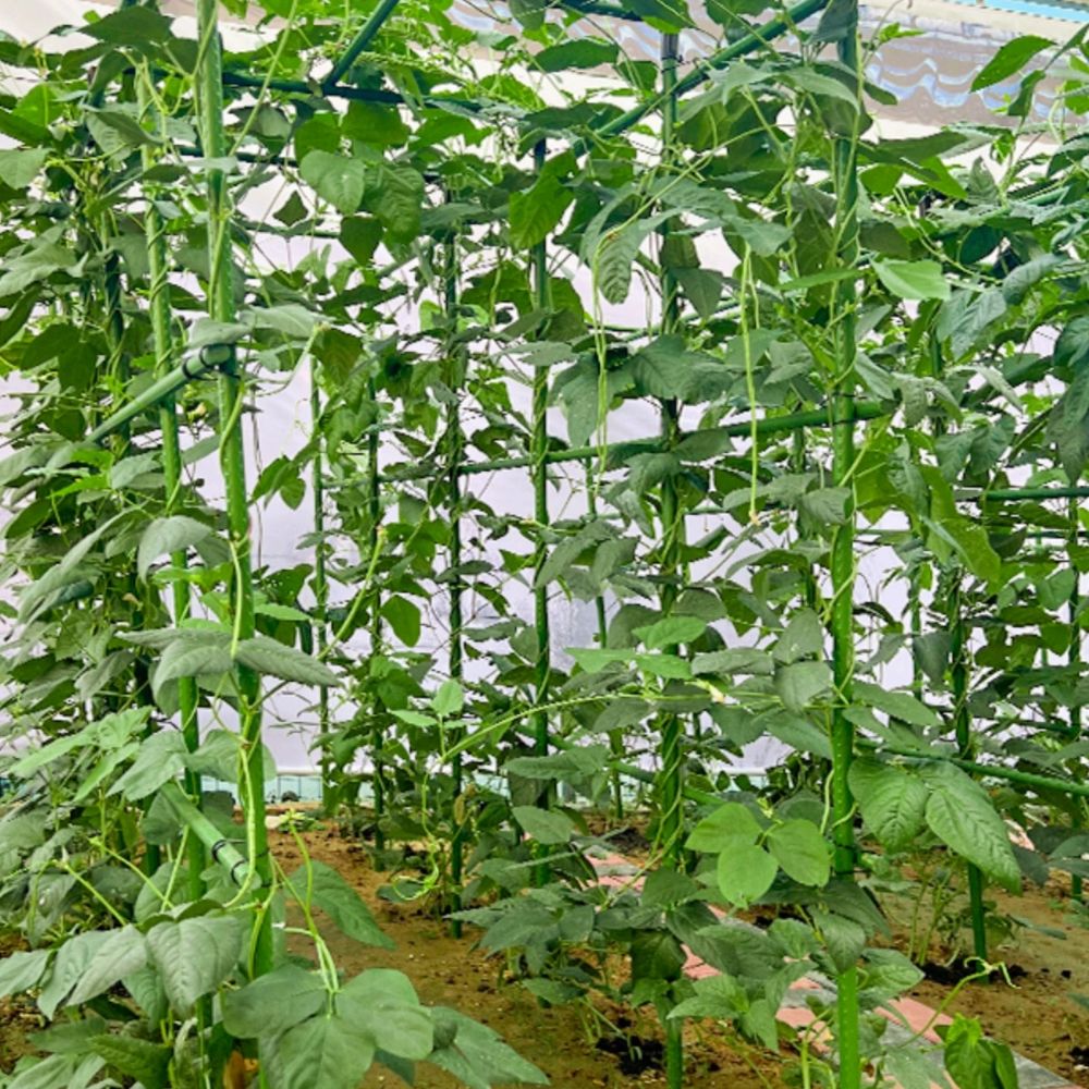 넝쿨식물지지대 사각 오이 A. 11 직경 60 너비 x 120 길이 x, A. 매우 큽니다 - 상세 이미지 5