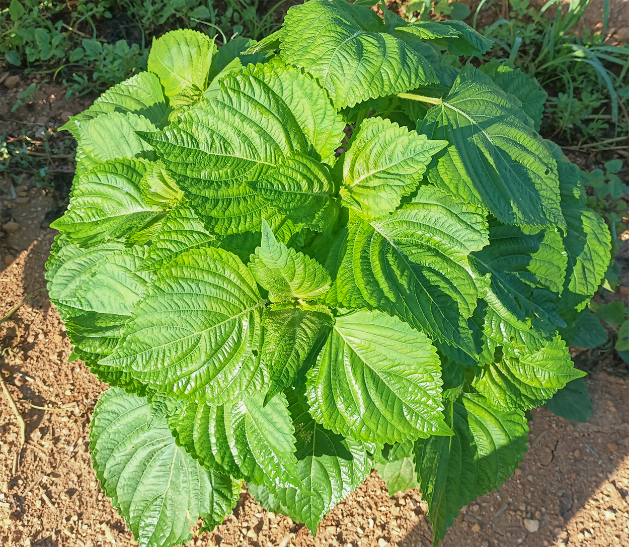 유기농 노지 깻잎 - 상세 이미지 2