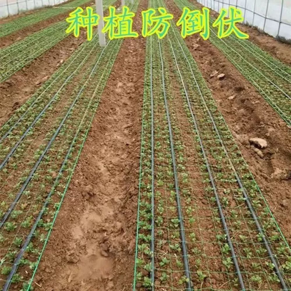 텃밭용 고추망 절화망 2미터 메쉬 재배망 2 A. 6개 격자 0.6m 폭 100m 길이 1 이미지 6