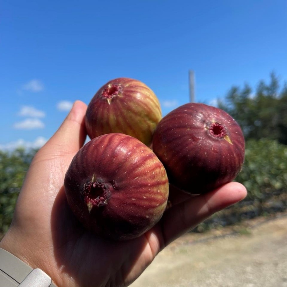 영암 생무화과 제철 전남 영암무화과 홍무화과 여름 햇무화과 산지 500g, 1개
