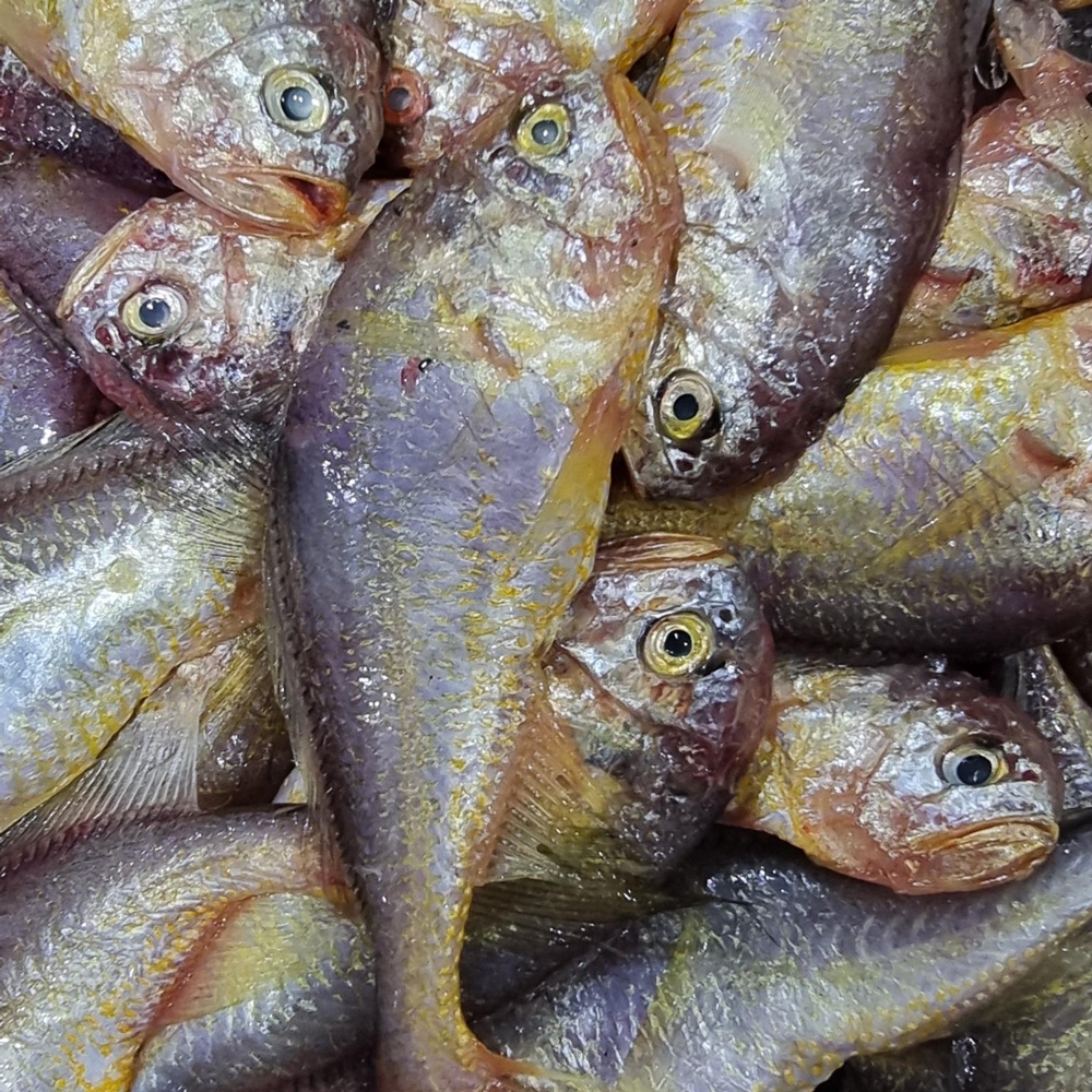 국내산 자연산 목포 반건조 황석어 깡다리 400g