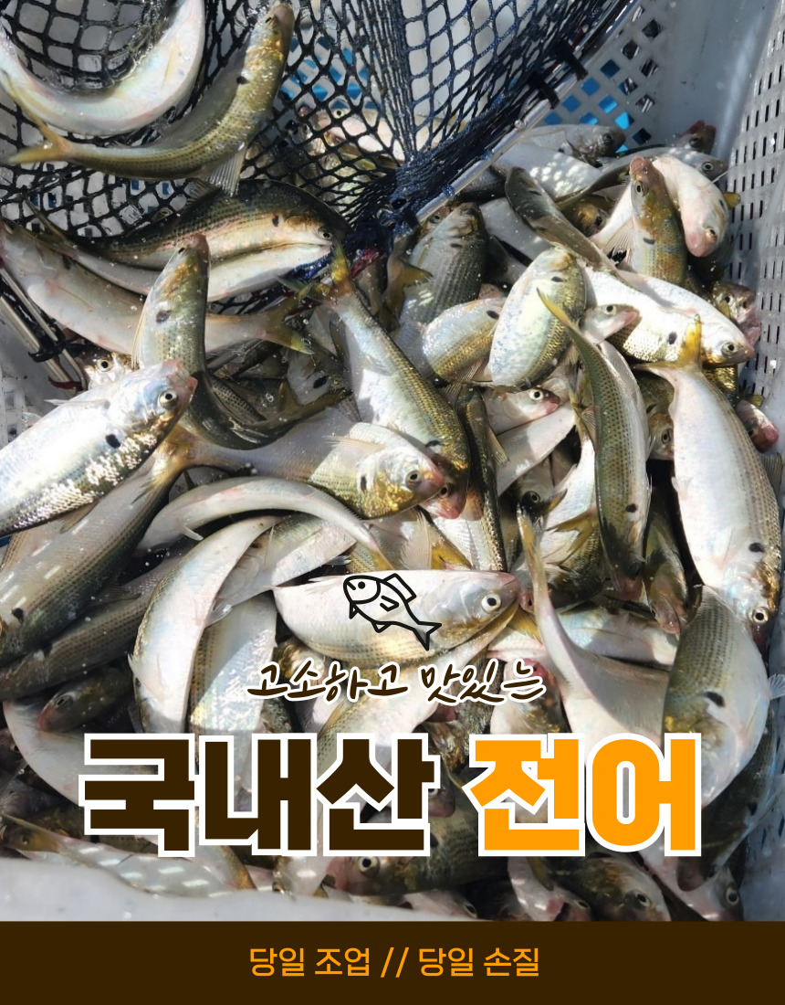 국산 남해안 생물 전어회 필렛 1팩 250g내외 세꼬시 뼈꼬시 순살 구이 - 상세 이미지 2