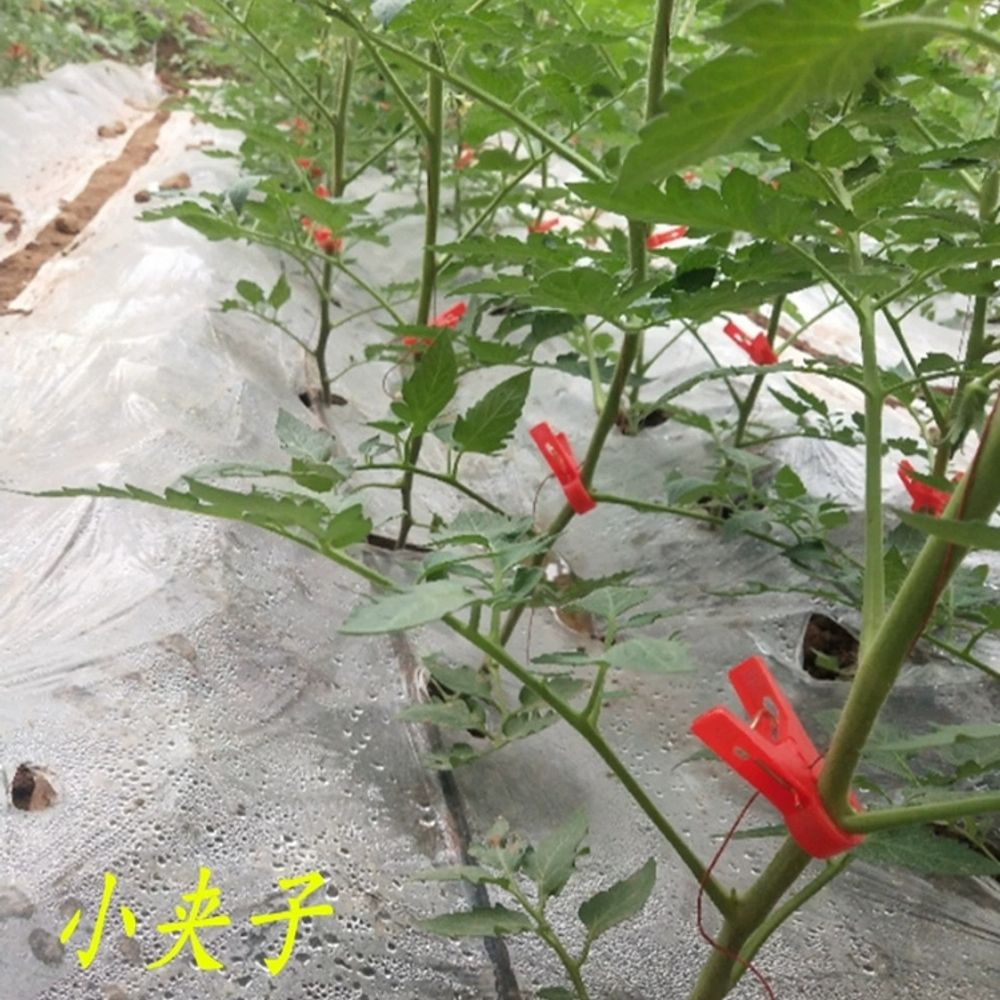 작물 고정 집게 오이 고추집게 농사용 호박 A. 1.2 순수한 원료 짧은 입이 두껍게 1 - 상세 이미지 5