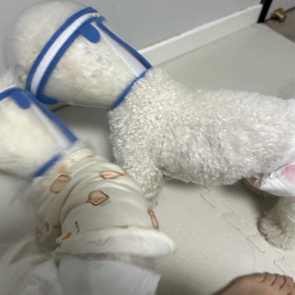 반려견 넥카라 입마개 강아지 얼굴커버 해충방지 고양이 - 상세 이미지 4