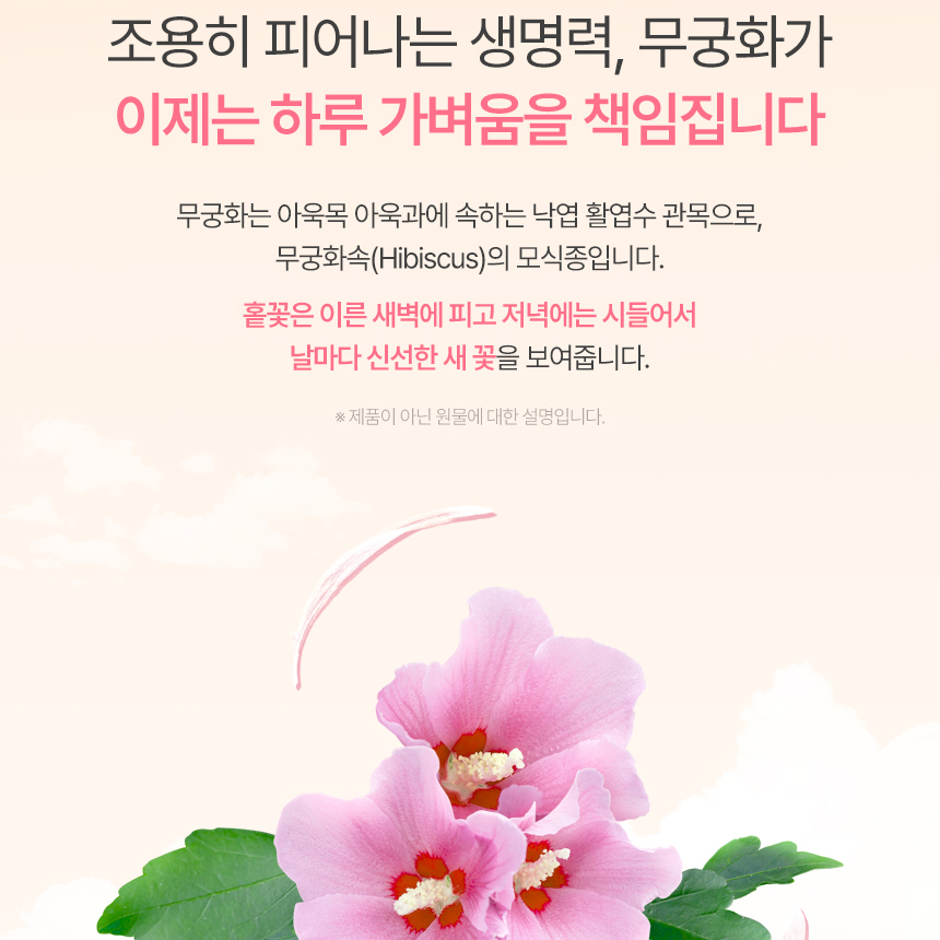 무궁화 데이 핏 무궁화추출물 분말 함유 60정, 2개 - 상세 이미지 4