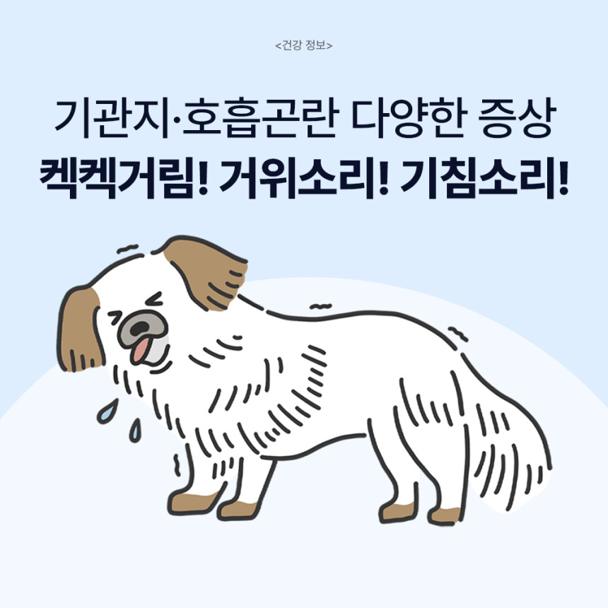 닥터바이 강아지 기관지 영양제 호흡기 면역 기침 콧물 켁켁거림 브레스, 30포, 1개