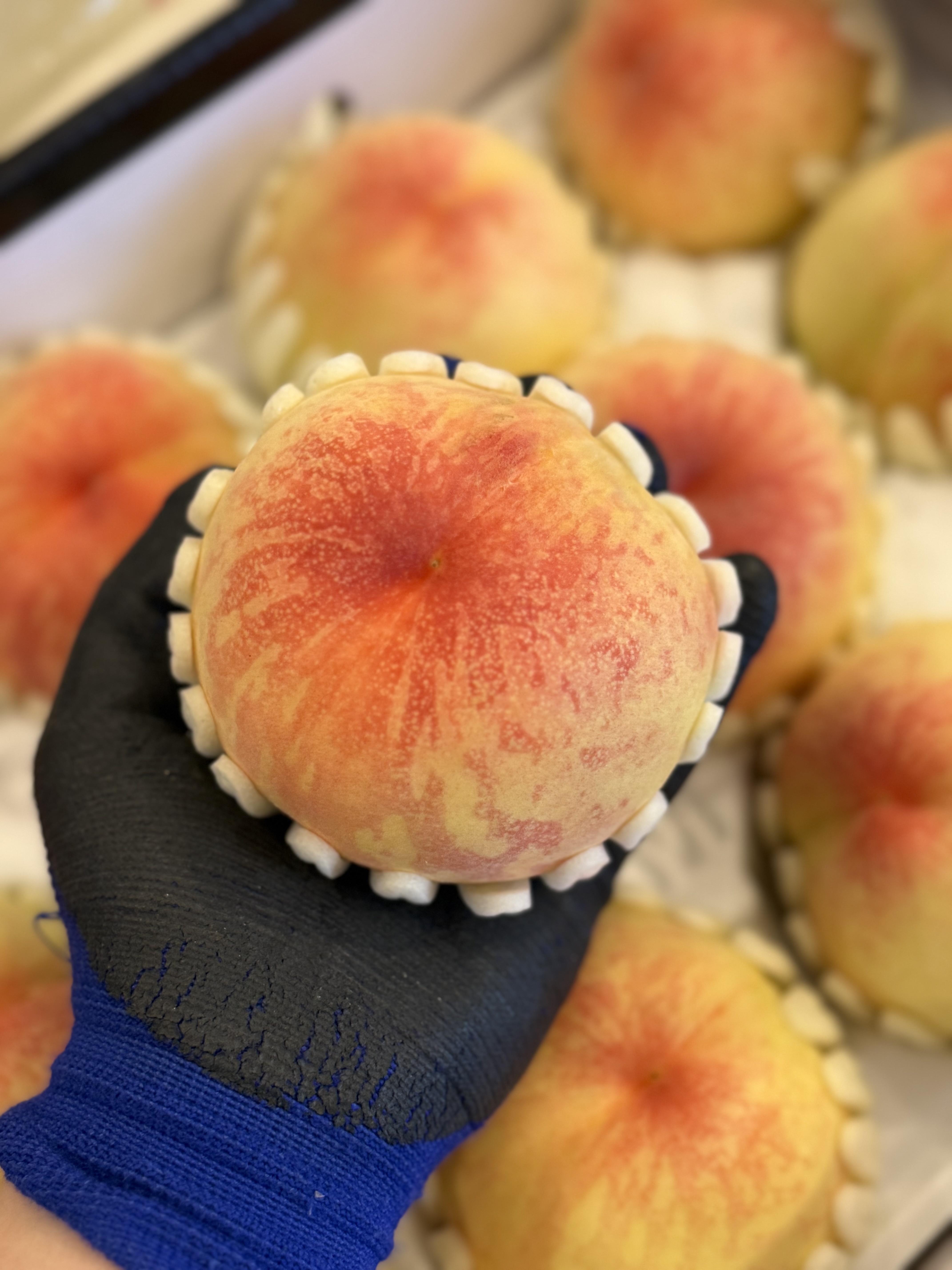 푸룻한세상 복숭아, 맛있는 복숭아, 아삭한 복숭아, 제철 과일, 복숭아 후기