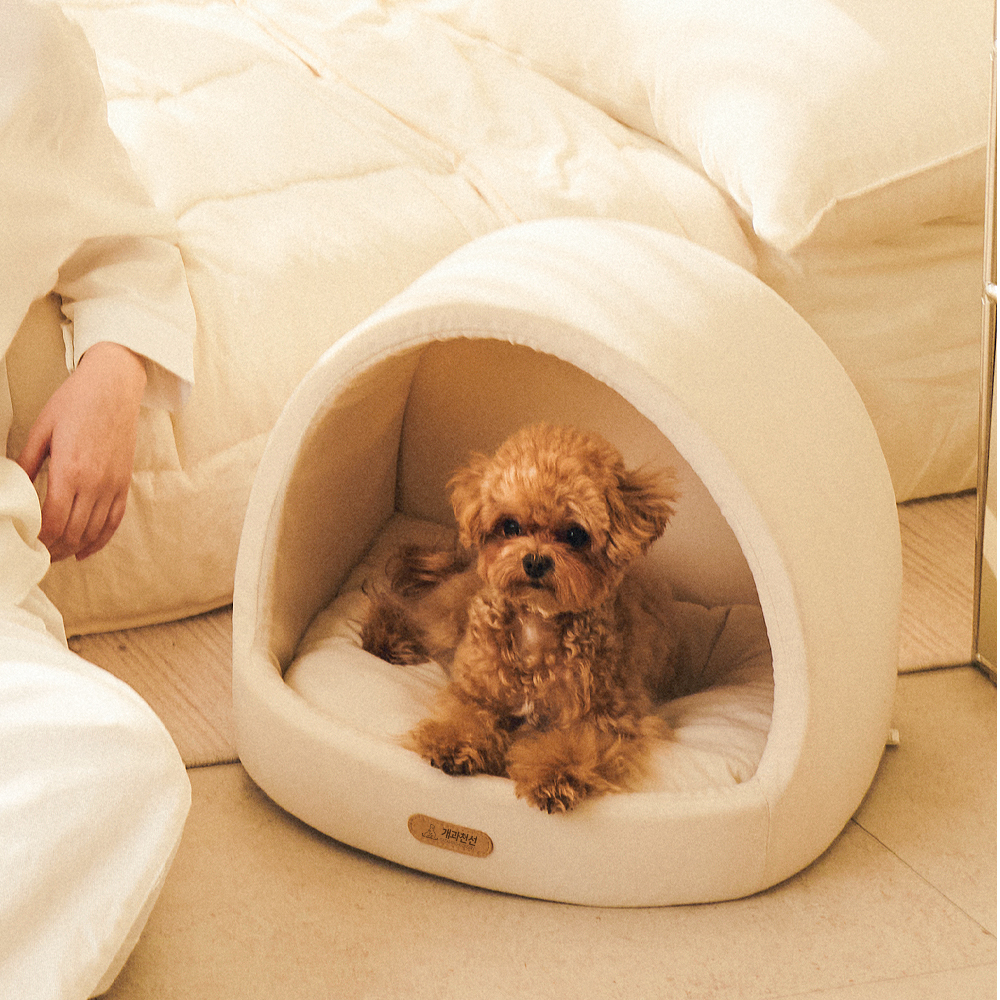 개과천선 케이브 강아지 집 하우스 고양이 동글이하우스 사계절