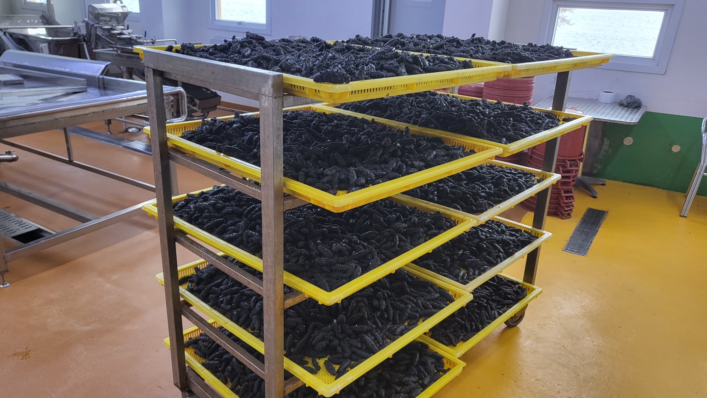 건해삼 안면도 40g 국내산 서해안 자연산 건조해삼 80g 100g - 상세 이미지 3