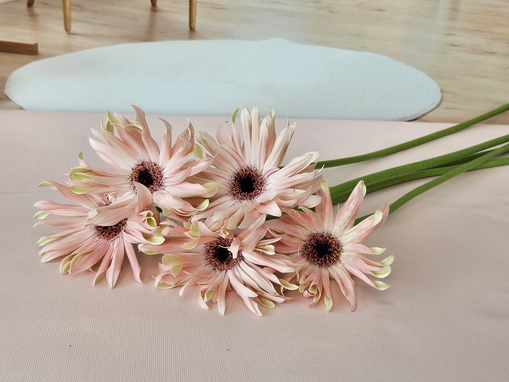 유스풀몰 파스타거베라 1송이 1줄기 생화택배 꽃배달 싼곳 이미지 3