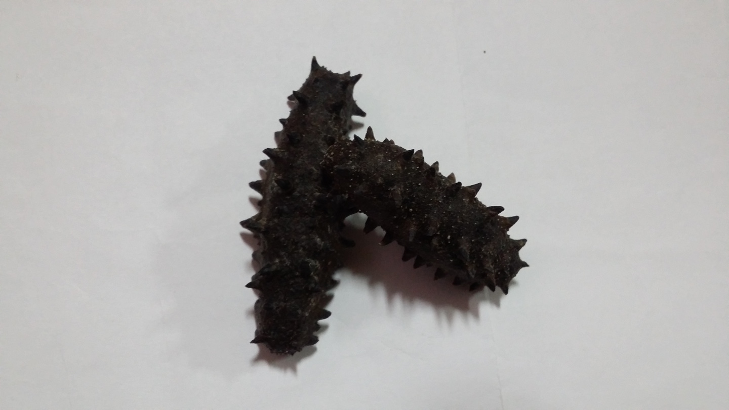 건해삼 안면도 40g 국내산 서해안 자연산 건조해삼 80g 100g - 상세 이미지 4