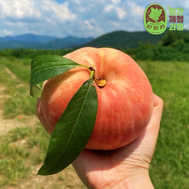 유명 천하제일도 복숭아 딱 서왕모 복숭아 단금도 물복숭아 말랑 황도 복숭아 특품