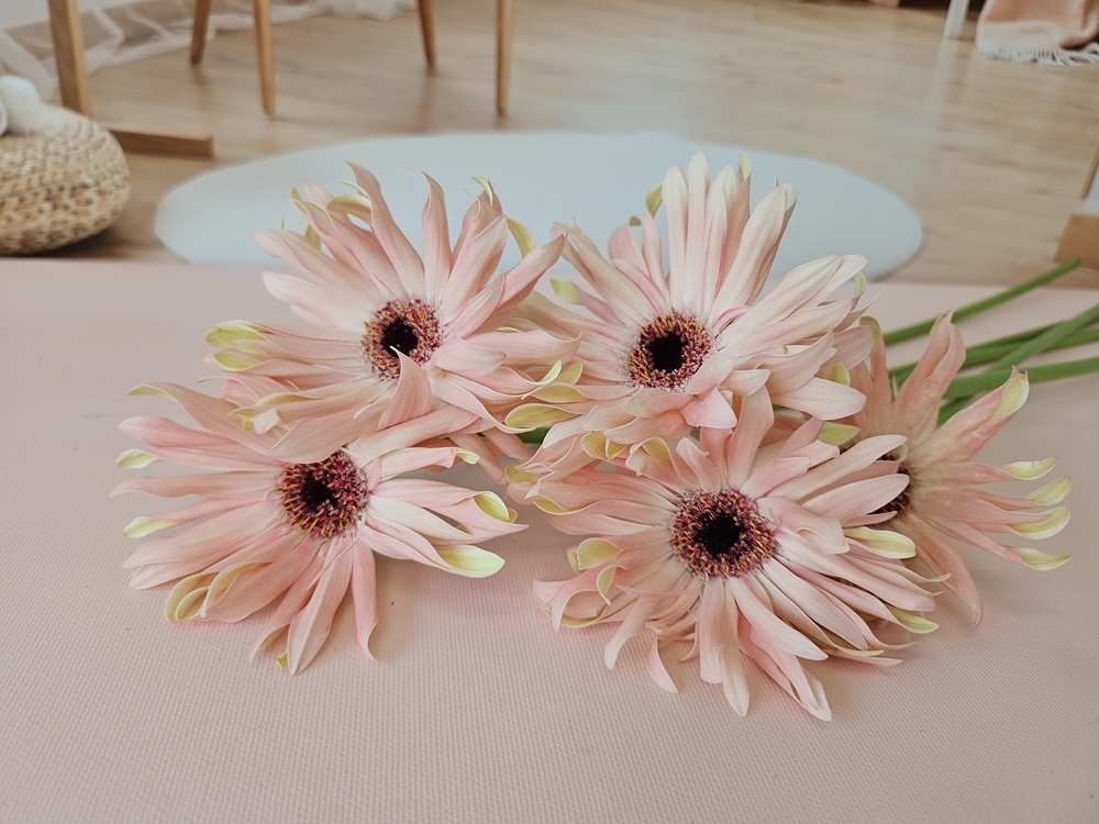 유스풀몰 파스타거베라 1송이 1줄기 생화택배 꽃배달 싼곳 이미지 2