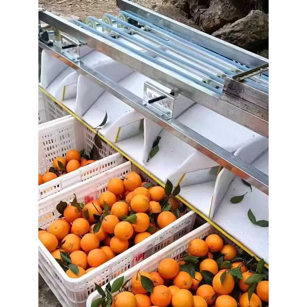 과일 크기 선별기 자동화 정렬기 분류 정리 장비 탄소강 5트랙 500W - 상품 이미지