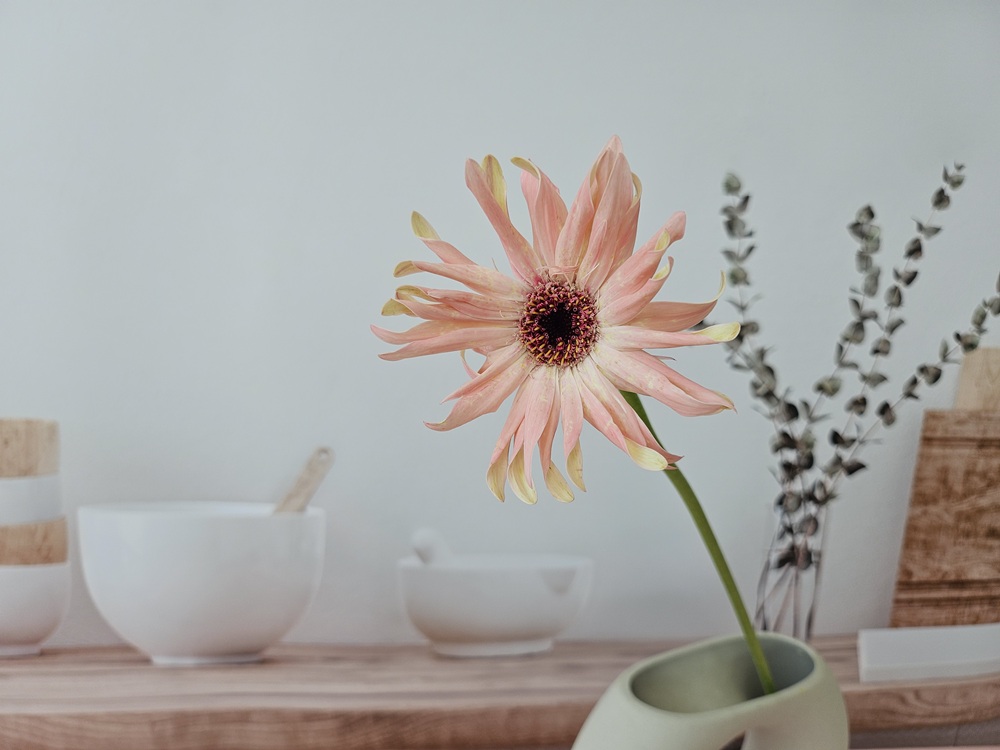 유스풀몰 파스타거베라 1송이 1줄기 생화택배 꽃배달 싼곳