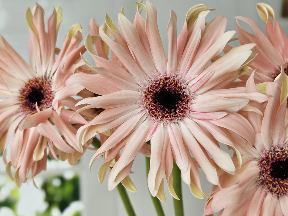 유스풀몰 파스타거베라 1송이 1줄기 생화택배 꽃배달 싼곳