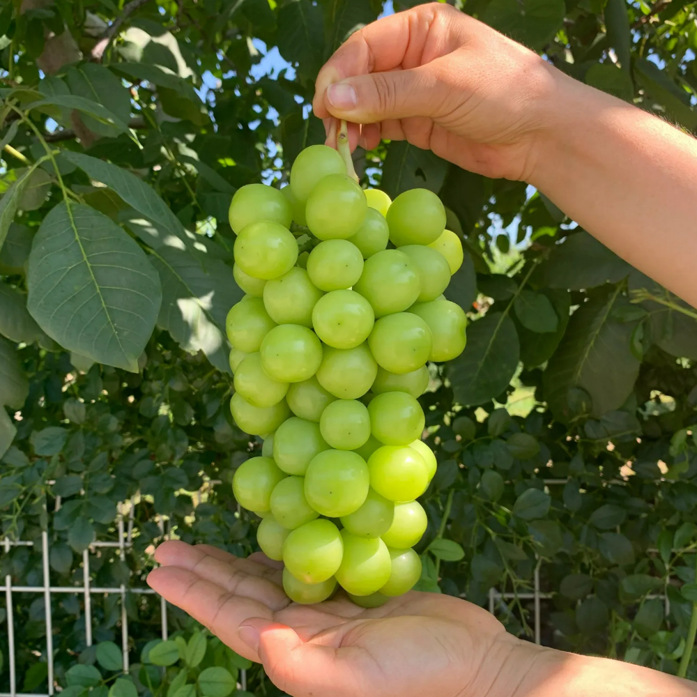 특품 샤인머스켓 샤인거봉 망고포도 씨없는 청포도 1kg 2kg - 상세 이미지 4