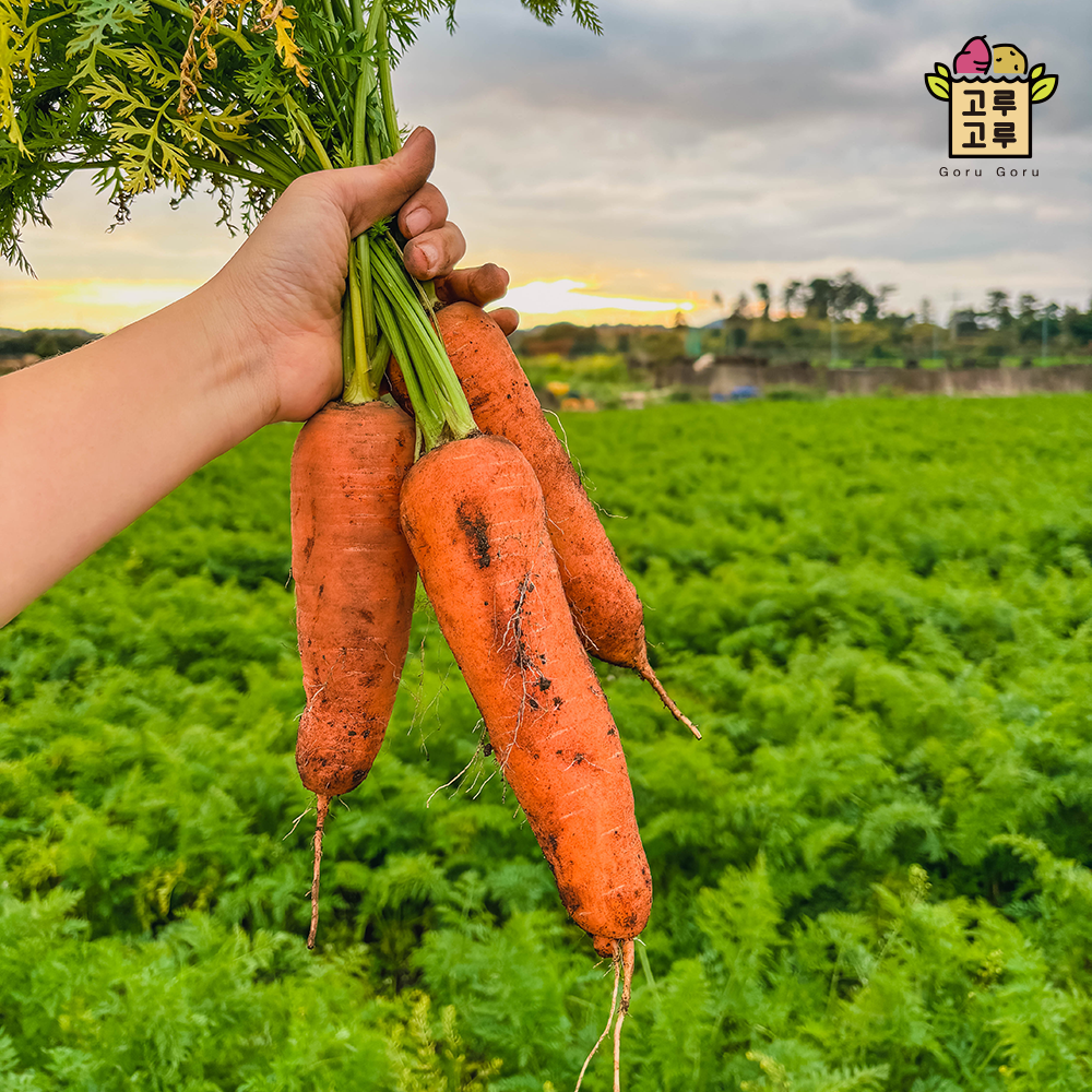 국내산 경남 햇당근 2kg 3kg 5kg / 2025년 수확