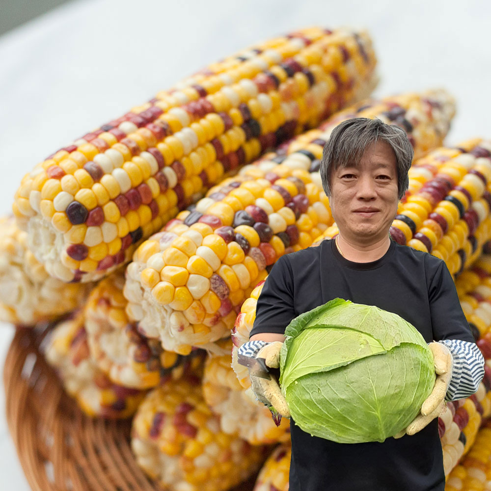오색 옥수수 찰 알록이 햇 냉동 국산 진공포장 얼룩