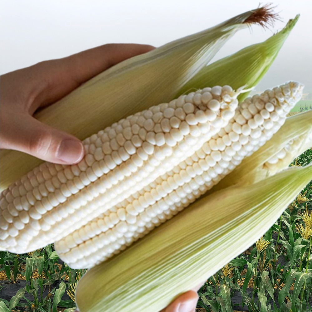 괴산대학 찰옥수수 강원도 미백 냉동 삶은 마약 생옥수수 국산 10~14cm 9개