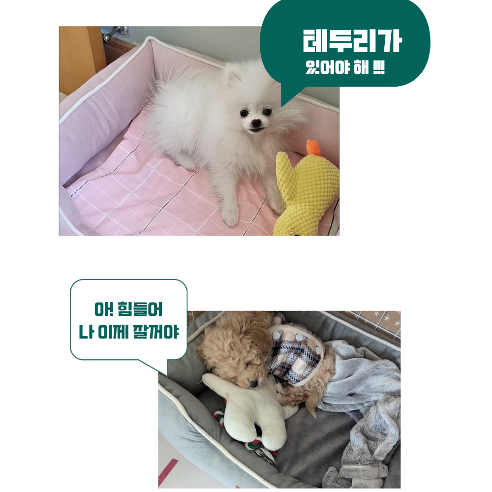 강아지 사각 방석 에그폼 관절 건강 마약방석 애견 쿠션 펫앤마마