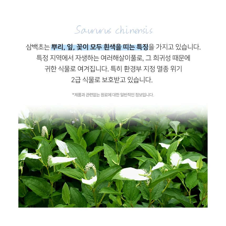 삼백초 추출물 밸런스 정 맥문동 곰피 함유 60정 x 2개 - 상세 이미지 4