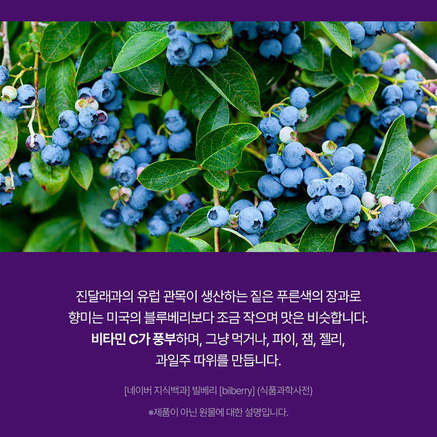 빌베리 농축 분말 정 안토시아닌 폴리페놀 60정, 3개 - 상세 이미지 4